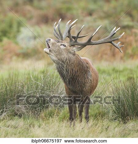 Red Deer or Hart (Cervus elaphus) View Large Photo Image Stock Photo - Red Deer or Hart (Cervus elaphus). Fotosearch