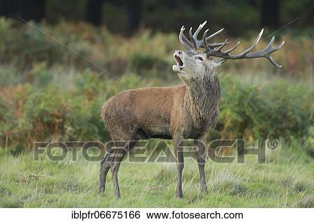 Red Deer or Hart (Cervus elaphus) View Large Photo Image Stock Photograph - Red Deer or Hart (Cervus elaphus). Fotosearch