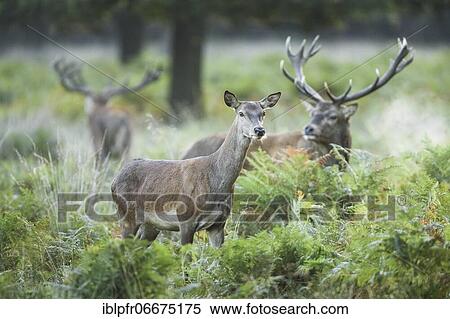 Stock Photography - Red Deer or Hart (Cervus elaphus). Fotosearch