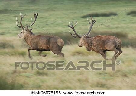 Red Deer or Hart (Cervus elaphus) View Large Photo Image Stock Photography - Red Deer or Hart (Cervus elaphus). Fotosearch
