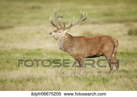 Red Deer or Hart (Cervus elaphus) View Large Photo Image Stock Photography - Red Deer or Hart (Cervus elaphus). Fotosearch
