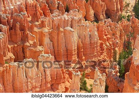 Picture - Red eroded limestone columns, Bryce Canyon National Park, Sunrise Point, Utah, United States, North America. Fotosearch
