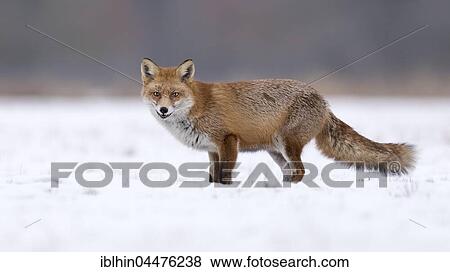 Red fox (Vulpes vulpes), in winter, winter coat, snow, Middle Elbe Biosphere Reserve, Saxony-Anhalt, Germany, Europe View Large Photo Image Stock Photo - Red fox (Vulpes vulpes), in winter, winter coat, snow, Middle Elbe Biosphere Reserve, Saxony-Anhalt, Germany, Europe. Fotosearch