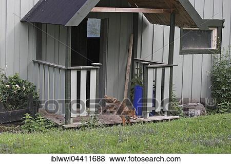 Red fox (Vulpes vulpes), leaving a hen house, Flatanger. Norway View Large Photo Image Stock Photo - Red fox (Vulpes vulpes), leaving a hen house, Flatanger. Norway. Fotosearch
