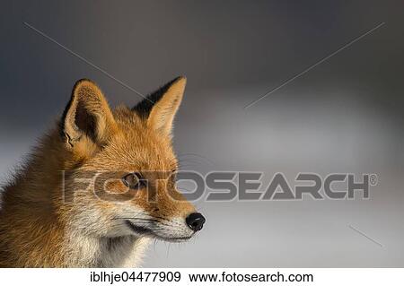 Red Fox (Vulpes vulpes), portrait, Eifel, Rhineland-Palatinate, Deuschland View Large Photo Image Stock Photo - Red Fox (Vulpes vulpes), portrait, Eifel, Rhineland-Palatinate, Deuschland. Fotosearch