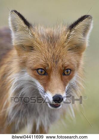 Red fox (Vulpes vulpes), portrait, Varanger, Norway, Europe View Large Photo Image Stock Photo - Red fox (Vulpes vulpes), portrait, Varanger, Norway, Europe. Fotosearch