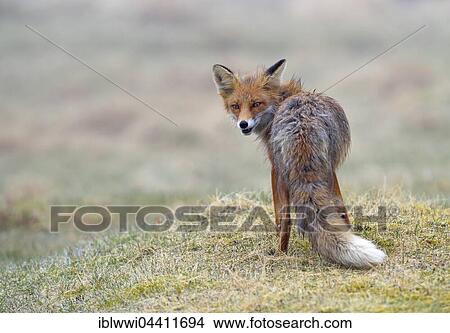 Red fox (Vulpes vulpes), Varanger, Norway, Europe View Large Photo Image Picture - Red fox (Vulpes vulpes), Varanger, Norway, Europe. Fotosearch
