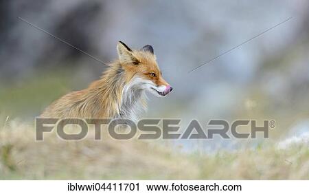 Stock Image - Red fox (Vulpes vulpes), Varanger, Norway, Europe. Fotosearch