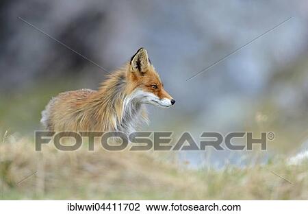 Red fox (Vulpes vulpes), Varanger, Norway, Europe View Large Photo Image Stock Image - Red fox (Vulpes vulpes), Varanger, Norway, Europe. Fotosearch