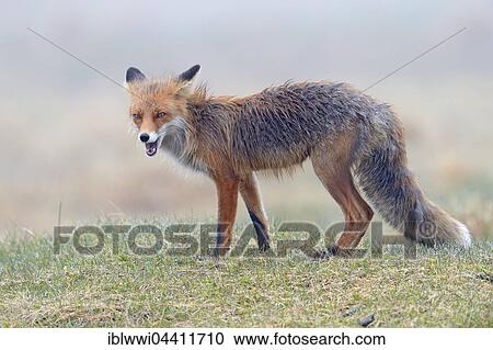 Stock Image - Red fox (Vulpes vulpes), Varanger, Norway, Europe. Fotosearch
