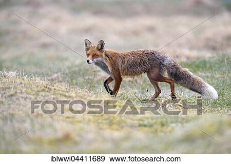 Red fox (Vulpes vulpes), Varanger, Norway, Europe View Large Photo Image Stock Photo - Red fox (Vulpes vulpes), Varanger, Norway, Europe. Fotosearch