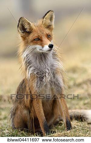 Stock Photo - Red fox (Vulpes vulpes), Varanger, Norway, Europe. Fotosearch