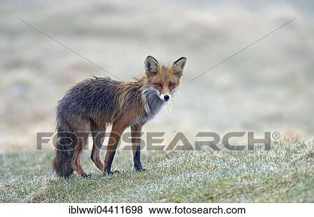 Red fox (Vulpes vulpes), Varanger, Norway, Europe View Large Photo Image Stock Photo - Red fox (Vulpes vulpes), Varanger, Norway, Europe. Fotosearch