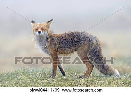 Red fox (Vulpes vulpes), Varanger, Norway, Europe View Large Photo Image Stock Photo - Red fox (Vulpes vulpes), Varanger, Norway, Europe. Fotosearch