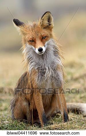 Red fox (Vulpes vulpes), Varanger, Norway, Europe View Large Photo Image Stock Photograph - Red fox (Vulpes vulpes), Varanger, Norway, Europe. Fotosearch