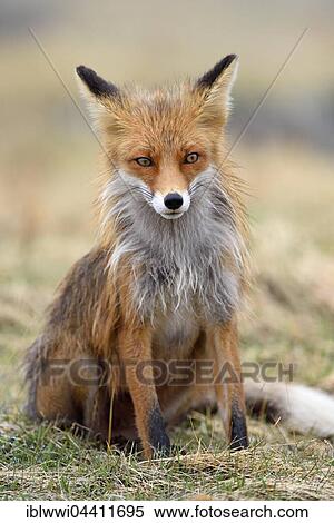 Red fox (Vulpes vulpes), Varanger, Norway, Europe View Large Photo Image Stock Photography - Red fox (Vulpes vulpes), Varanger, Norway, Europe. Fotosearch
