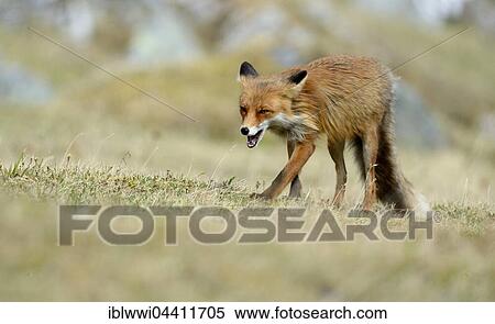 Red fox (Vulpes vulpes), Varanger, Norway, Europe View Large Photo Image Stock Photography - Red fox (Vulpes vulpes), Varanger, Norway, Europe. Fotosearch