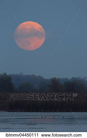 Red full moon over a lake, Middle Elbe Biosphere Reserve, Dessau, Saxony-Anhalt, Germany, Europe View Large Photo Image Stock Image - Red full moon over a lake, Middle Elbe Biosphere Reserve, Dessau, Saxony-Anhalt, Germany, Europe. Fotosearch