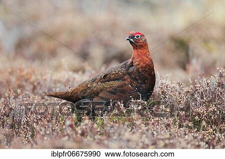 Red Grouse, Scottish Grouse (Lagopus lagopus scoticus), Scotland View Large Photo Image Stock Image - Red Grouse, Scottish Grouse (Lagopus lagopus scoticus), Scotland. Fotosearch
