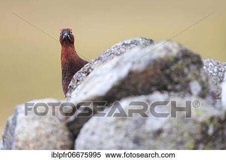 Red Grouse, Scottish Grouse (Lagopus lagopus scoticus), Scotland View Large Photo Image Stock Photography - Red Grouse, Scottish Grouse (Lagopus lagopus scoticus), Scotland. Fotosearch