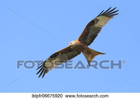 Red kite (Milvus milvus), red kite, Zürcher Oberland, Switzerland, Europe View Large Photo Image Stock Image - Red kite (Milvus milvus), red kite, Zürcher Oberland, Switzerland, Europe. Fotosearch