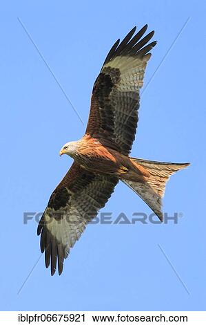 Red kite (Milvus milvus), red kite, Zürcher Oberland, Switzerland, Europe View Large Photo Image Stock Image - Red kite (Milvus milvus), red kite, Zürcher Oberland, Switzerland, Europe. Fotosearch