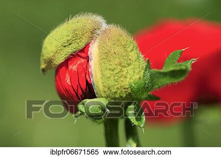 Red Poppy, Corn Poppy, Poppy rhöas, Poppy (Papaver) Poppy, Katsch Poppy, spring, Oetwil am See, Switzerland, Europe View Large Photo Image Stock Photography - Red Poppy, Corn Poppy, Poppy rhöas, Poppy (Papaver) Poppy, Katsch Poppy, spring, Oetwil am See, Switzerland, Europe. Fotosearch