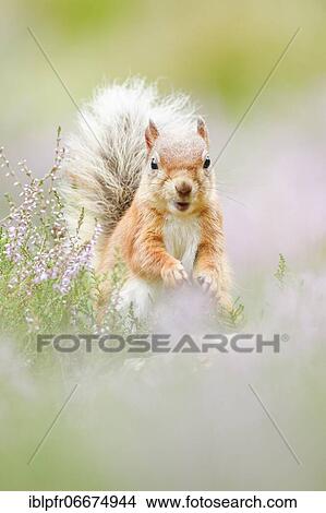 Red Squirrel (Sciurus vulgaris) View Large Photo Image Picture - Red Squirrel (Sciurus vulgaris). Fotosearch