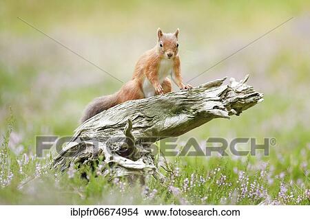 Picture - Red Squirrel (Sciurus vulgaris). Fotosearch