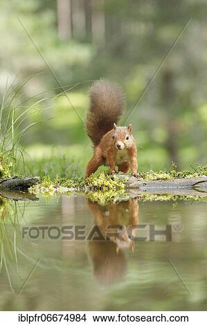Red Squirrel (Sciurus vulgaris) View Large Photo Image Picture - Red Squirrel (Sciurus vulgaris). Fotosearch