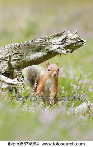 Picture - Red Squirrel (Sciurus vulgaris). Fotosearch