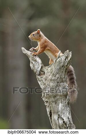 Picture - Red Squirrel (Sciurus vulgaris). Fotosearch