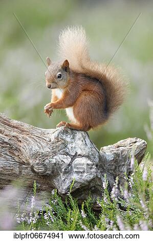 Stock Image - Red Squirrel (Sciurus vulgaris). Fotosearch
