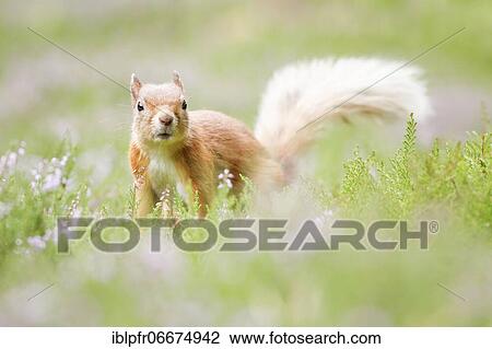 Stock Image - Red Squirrel (Sciurus vulgaris). Fotosearch