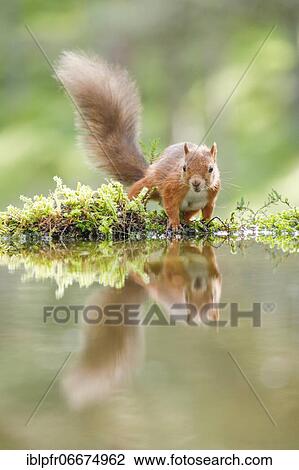 Red Squirrel (Sciurus vulgaris) View Large Photo Image Stock Image - Red Squirrel (Sciurus vulgaris). Fotosearch