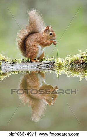 Red Squirrel (Sciurus vulgaris) View Large Photo Image Stock Image - Red Squirrel (Sciurus vulgaris). Fotosearch