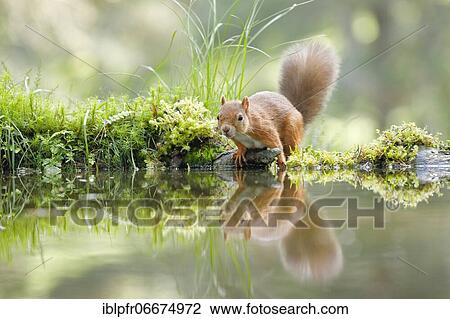 Stock Image - Red Squirrel (Sciurus vulgaris). Fotosearch