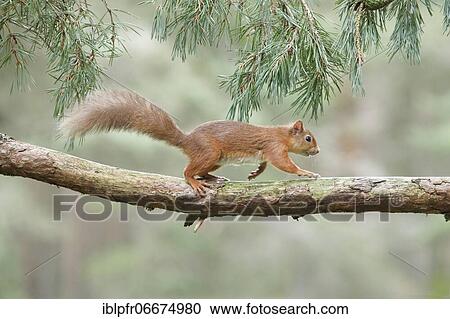 Stock Image - Red Squirrel (Sciurus vulgaris). Fotosearch