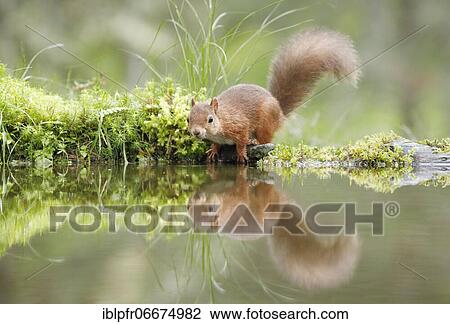Stock Image - Red Squirrel (Sciurus vulgaris). Fotosearch