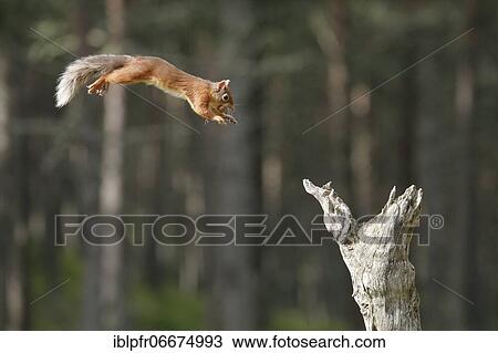 Red Squirrel (Sciurus vulgaris) View Large Photo Image Stock Image - Red Squirrel (Sciurus vulgaris). Fotosearch