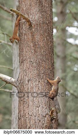 Stock Image - Red Squirrel (Sciurus vulgaris). Fotosearch