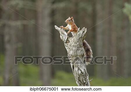 Red Squirrel (Sciurus vulgaris) View Large Photo Image Stock Image - Red Squirrel (Sciurus vulgaris). Fotosearch