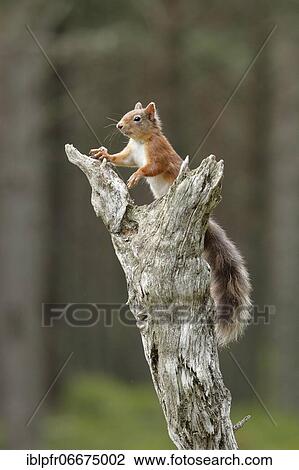 Red Squirrel (Sciurus vulgaris) View Large Photo Image Stock Image - Red Squirrel (Sciurus vulgaris). Fotosearch