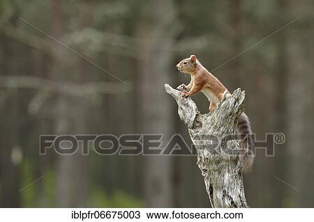 Red Squirrel (Sciurus vulgaris) View Large Photo Image Stock Image - Red Squirrel (Sciurus vulgaris). Fotosearch