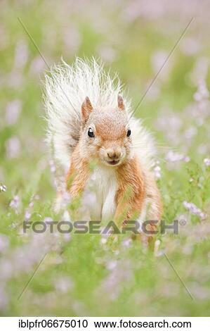 Red Squirrel (Sciurus vulgaris) View Large Photo Image Stock Image - Red Squirrel (Sciurus vulgaris). Fotosearch