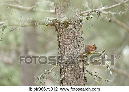 Stock Image - Red Squirrel (Sciurus vulgaris). Fotosearch