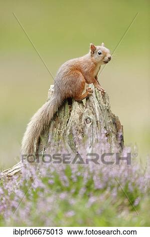 Stock Image - Red Squirrel (Sciurus vulgaris). Fotosearch
