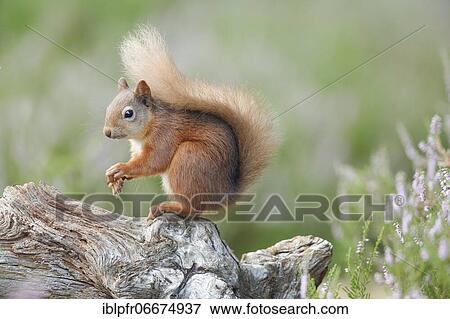 Red Squirrel (Sciurus vulgaris) View Large Photo Image Stock Photo - Red Squirrel (Sciurus vulgaris). Fotosearch