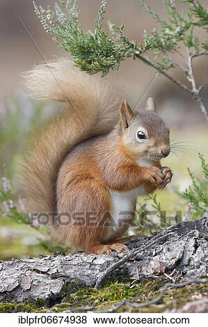 Stock Photo - Red Squirrel (Sciurus vulgaris). Fotosearch