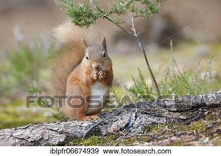 Red Squirrel (Sciurus vulgaris) View Large Photo Image Stock Photo - Red Squirrel (Sciurus vulgaris). Fotosearch